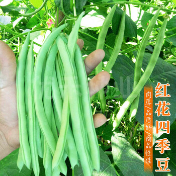 四季豆红花无筋架豆豆角种籽四季播早熟架芸豆种阳台盆栽蔬菜种孑