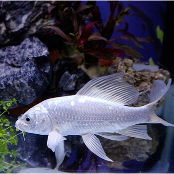 黄金龙凤锦鲤鱼草金鱼白金懒人鱼好养耐活冷水小鱼苗活体观赏鱼 16-19