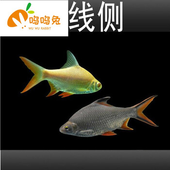 金凤银凤鱼活体热带观赏鱼金银双线侧泰国鲫金银元宝鱼淡水810cm金银