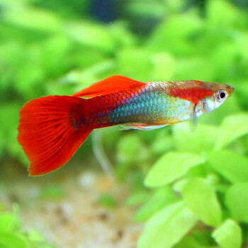 搭啵兔孔雀鱼活体热带鱼观赏鱼纯种孔雀鱼苗活体孕母淡水繁殖观赏鱼