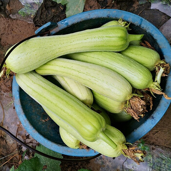 新鲜白皮丝瓜湖南时令现摘蔬菜 肉白矮胖短丝瓜 汤白味甜1500g,2500g