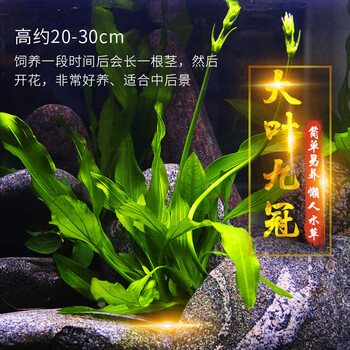 鱼缸中后景水草活体淡水懒人造景红波绿菊蜈蚣绿宫廷坨草沉木水榕大叶九冠 高约 30cm 图片价格品牌报价 京东