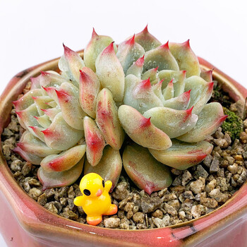 多肉植物单品集合室内新手肉肉植物花卉绿植盆载2号星辰园艺吉娃娃多头 90 盆 图片价格品牌报价 京东