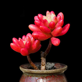 多肉植物老桩室内桌面绿植盆栽花卉群生多肉虹之玉锦45cm单头原盆栽好