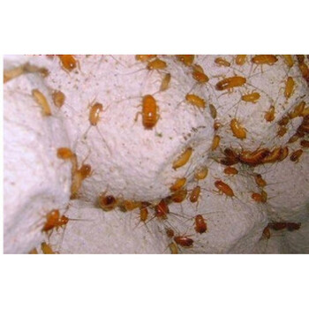 族萃樱桃红蟑螂幼亚成体活体金龙鱼青蛙蜘蛛蚂蚁昆虫饲料爬虫食物051