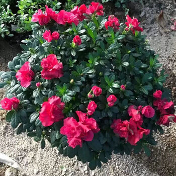 杜鹃花盆栽老桩特大花卉 北方耐寒室内外好养植物 红色杜鹃 冠幅直径