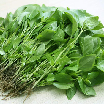 顺丰 现摘河南新鲜荆芥菜 大叶荆 芥茎调味菜 2斤