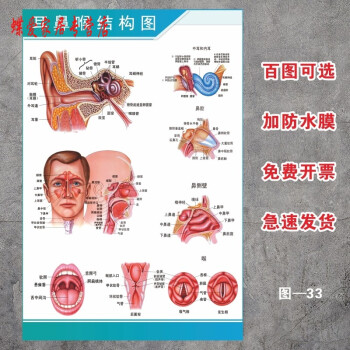 淋巴示意解刨器官掛圖定製人體耳鼻喉kt板裝裱包邊5張起發36寸60x90釐