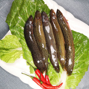 泥鳅 鲜活泥鳅鱼食用泥鳅青鳅营养现杀现发青封铭 现杀发货(损耗百分