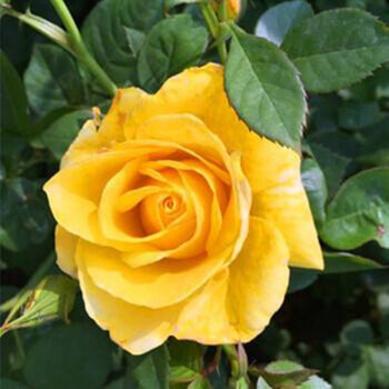 玫瑰老桩盆栽四季开花月季花苗扦插小苗花卉观花植物大花金奖章10棵不