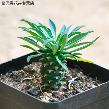 铁甲麒麟 奇趣肉肉植物花卉绿植小菠萝 峨眉山 铁甲麒麟4-5cm 不含盆