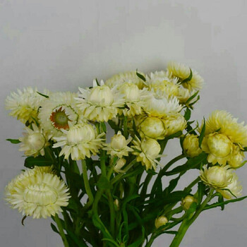 麦秆菊鲜花水养家用摆设生日花束云南昆明基地直发 旧故里 白色麦秆菊