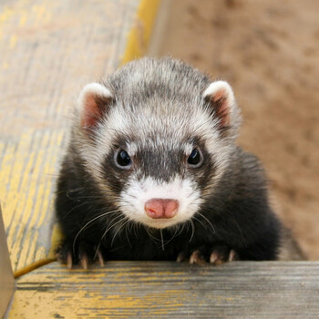 红眼雪貂【图片 价格 品牌 报价】-京东
