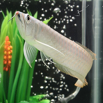 金龙鱼活鱼高背古典过背金龙印尼纯血统辣椒超血赤血红龙鱼活体鱼1416