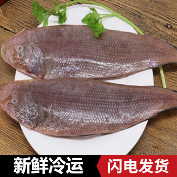 舟山龍利魚新鮮冷凍 整條玉禿舌頭魚龍利魚 姬美食尚 4斤裝龍利魚 龍