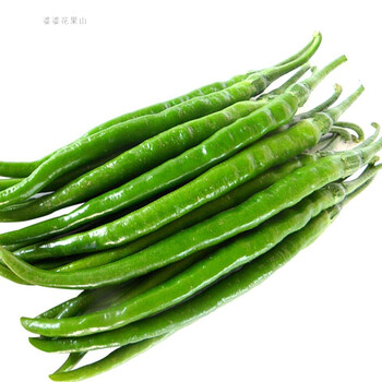 现摘自种新鲜特辣长线椒大青线椒尖椒做腌制1斤