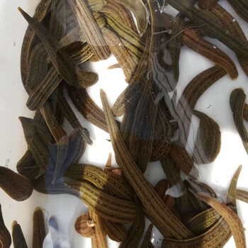 蚂蟥活体活虫活体治疗金边蚂蟥水簇宠物吸血蚂蟥 医用水蛭1-1.