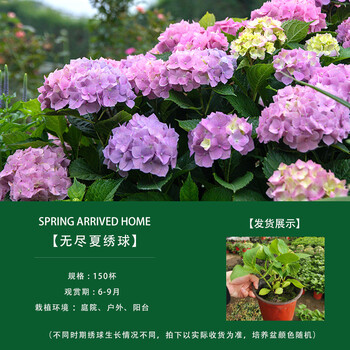 多头绣球花苗老桩无尽夏奇妙仙子小町绣球魔幻系列七彩绣球花苗盆栽地栽无尽夏150 杯 图片价格品牌报价 京东