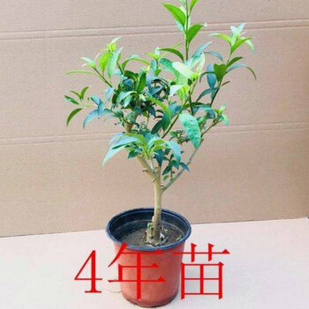 七抒夜來香花樹苗九里香 花卉盆栽植物室內綠植花苗濃香四季開花