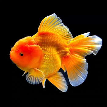 森悠(saryor)精品泰狮金鱼淡水冷水观赏鱼活体百褶泰狮宠物金鱼国粹