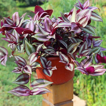 静嘉紫叶吊竹梅盆栽吊竹梅竹节吊兰室内办公室客厅绿植花一盆