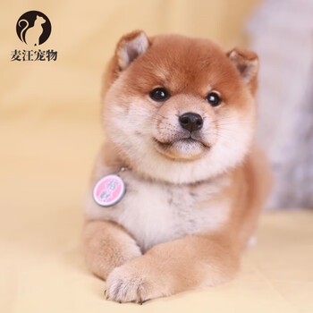 绿柒号纯种柴犬幼犬活体日本赤柴黑柴幼崽小豆柴双血统小型犬活体狗狗赤柴黑柴白色柴犬看家犬有视频挑选精品级公 图片价格品牌报价 京东