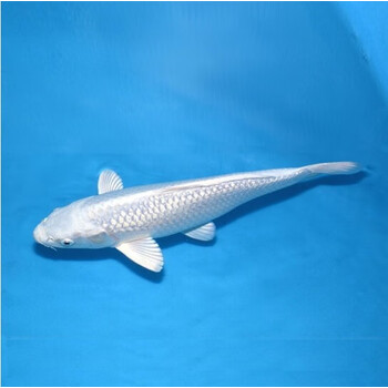 纯种锦鲤活体白金锦鲤白银银色锦鲤观赏鱼风水鱼冷水鱼活体淡水纯种