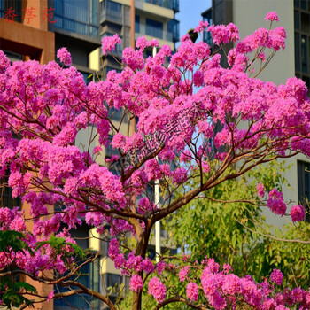 紫花风铃木(带土带叶发货) 70cm(含)-79cm(含)