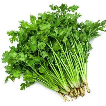 现挖新鲜香菜咸菜芫荽嫩带跟香菜露天香菜火锅菜叶菜新鲜蔬菜批发3斤