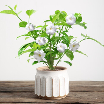 丁香花树苗花卉盆栽阳台好养室内花绿植室外四季开花不断易活植物丁香