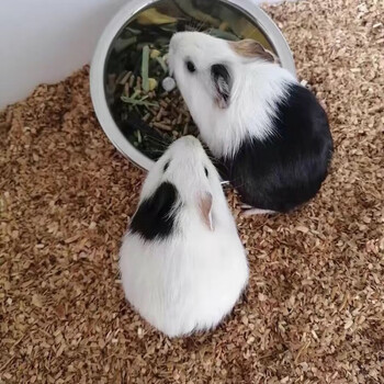 麦基乐【店铺推荐】铭心荷兰猪活体小香猪豚鼠活物荷兰鼠活体荷兰猪