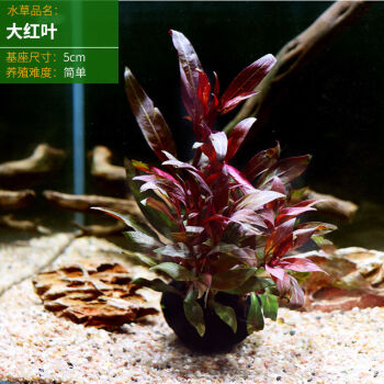 鱼缸懒人水草淡水养鱼增氧水草草缸活体植物造景套餐水族箱中后景大红叶坨 5厘米 图片价格品牌报价 京东