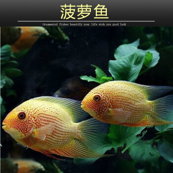 樂淘逸寵噴點菠蘿魚活體鑽石菠蘿淡水熱帶觀賞魚寵物魚好養耐活練手魚