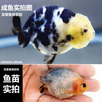 三色黑賽級小型魚苗家養辦公室水族館觀賞魚包活嵐黛56cm精品水墨蘭壽