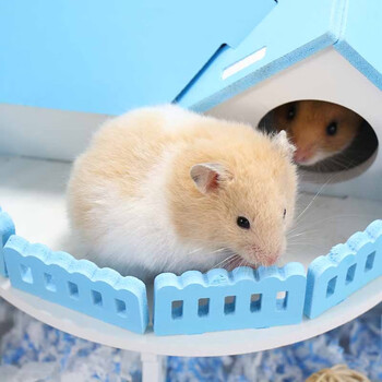 麦叮卡小仓鼠活体幼体金丝熊活物宠物鼠异宠活体金丝熊1只