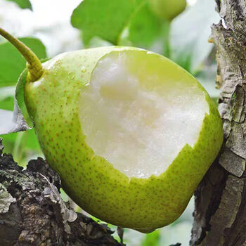 现摘现发河北大鸭梨青鸭梨子新鲜水果皮薄超甜整箱买5斤5斤精选带箱9