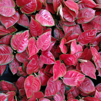 涞思芊*如意皇后花盆栽吉利红万年红火植物室内绿植花卉彩色四季观叶