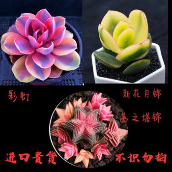 精选 多肉植物多肉多肉新手套餐桃蛋玉露吉娃娃红宝石进口贵货三颗彩虹新花月锦茜之塔锦原盆 图片价格品牌报价 京东