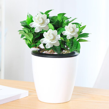 水培栀子花盆栽带花苞四季花卉盆栽植物室内观花植物枝枝花好养的花懒人花盆 栀子花含盆 图片价格品牌报价 京东