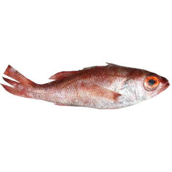 海鱼新鲜冷冻红果鲤生鲜舟山海鲜水产鲜活深海一斤2条
