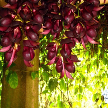 秋颖2022新 款禾雀花油麻藤树苗炮仗花苗庭院爬藤植物禾雀苗四季常青