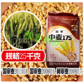 种子高产鲁丰小麦济麦22小麦种子矮秆抗倒大穗原种 中麦175小麦50斤装