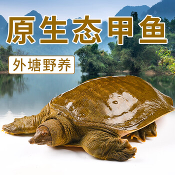 荣郁青黄背野外公甲鱼黄河活体放养中华老鳖苗食用海鲜鲜活团3538斤野