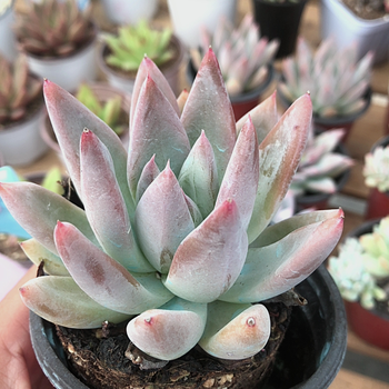 多肉植物盆栽阳台香草6 6-7吉赛尔5/6 裸根不带土