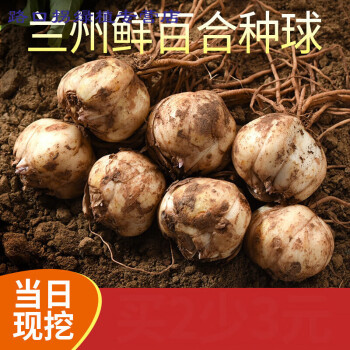 瑰季甘肃兰州新鲜食用甜百合种子种球花带根种苗500g非野生香水百合 图片价格品牌报价 京东