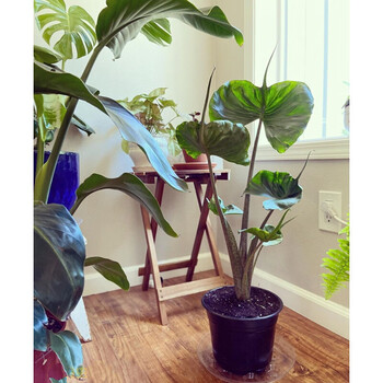 海芋室内喜阴花园绿植花卉盆栽办公室客厅螺旋芦荟龟甲龙芋头 黄貂鱼