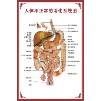 人體肌肉掛圖人體內臟解剖示意圖醫學骨骼肌肉器官血管血液結構圖醫院