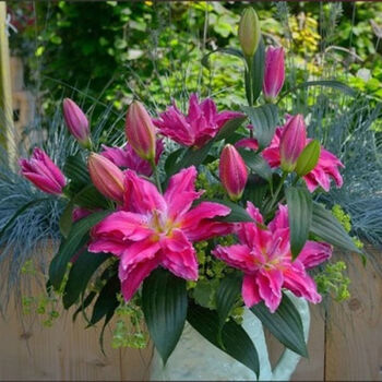 带芽发货 四季种植香水百合种球盆栽百合花种子室内外阳台花卉8 茱莉亚 种植30天包开花 浓香试种1颗 不包成活无售后 无赠品 图片价格品牌报价 京东