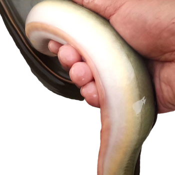 lism黄鳗鱼河鳗鱼鲜活河鳗鱼黄鳗鱼一斤到2斤以上1斤条