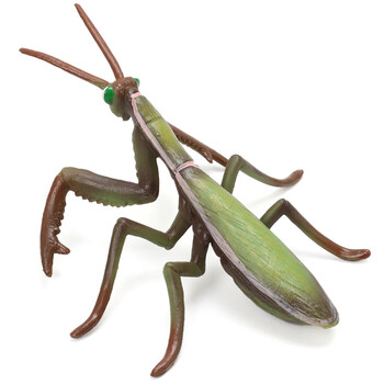 仿真昆虫模型动物玩具蜘蛛蚂蚁蝉七星瓢虫蜈蚣蚂蚱大兜虫阳彩臂金龟